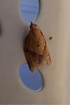 Clepsis consimilana