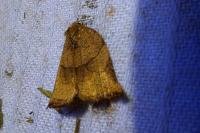 Archips podana