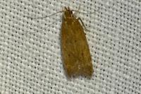 Helcystogramma lutatella