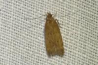 Helcystogramma lutatella