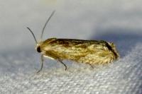 Eucosma gr. cana