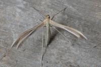 Merrifieldia baliodactyla