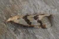 Aethes bilbaensis