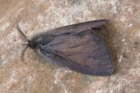 Canephora hirsuta