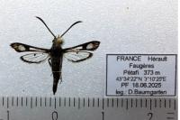 Pyropteron