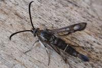 Pyropteron