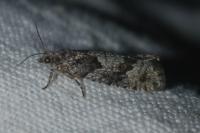 Zeiraphera griseana