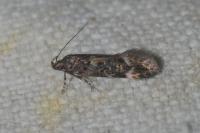 Teleiopsis bagriotella