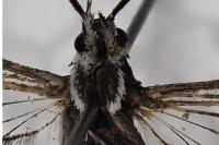 Pyropteron