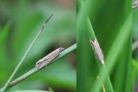 Bactra lancealana