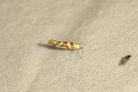 Argyresthia goedartella