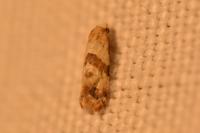 Phalonidia contractana