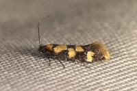 Decantha borkhausenii