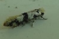 Infurcitinea atrifasciella