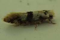 Infurcitinea atrifasciella