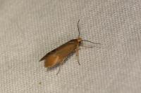 Crassa unitella