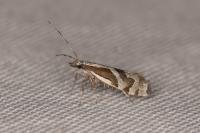 Eidophasia insulella
