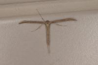 Emmelina monodactyla