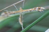 Oxyptilus