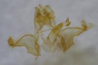 Acleris hastiana