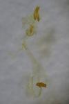 Agonopterix scopariella