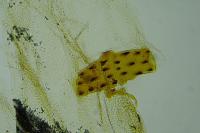 Agonopterix scopariella
