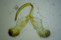 Dichrorampha senectana