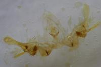 Celypha lacunana