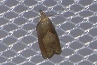 Dichrorampha