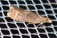 Dichrorampha