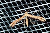 Oxyptilus