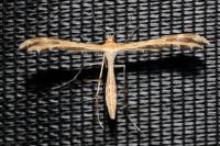 Oxyptilus