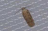 Platyedra subcinerea