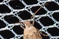 Platyedra subcinerea