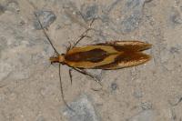Harpella forficella