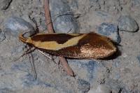 Harpella forficella