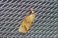 Agapeta hamana