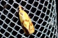 Agapeta hamana
