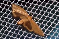 Heterogenea asella