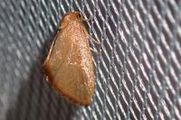 Heterogenea asella