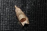 Notocelia uddmanniana