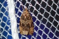 Celypha lacunana