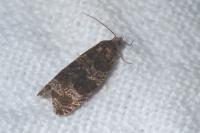 Celypha lacunana