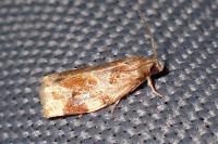 Archips xylosteana