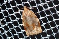 Archips xylosteana