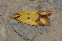 Agapeta zoegana