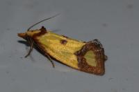 Agapeta zoegana