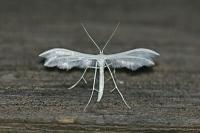 Pterophorus pentadactylus