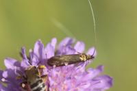 Nemophora metallica