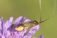Nemophora metallica